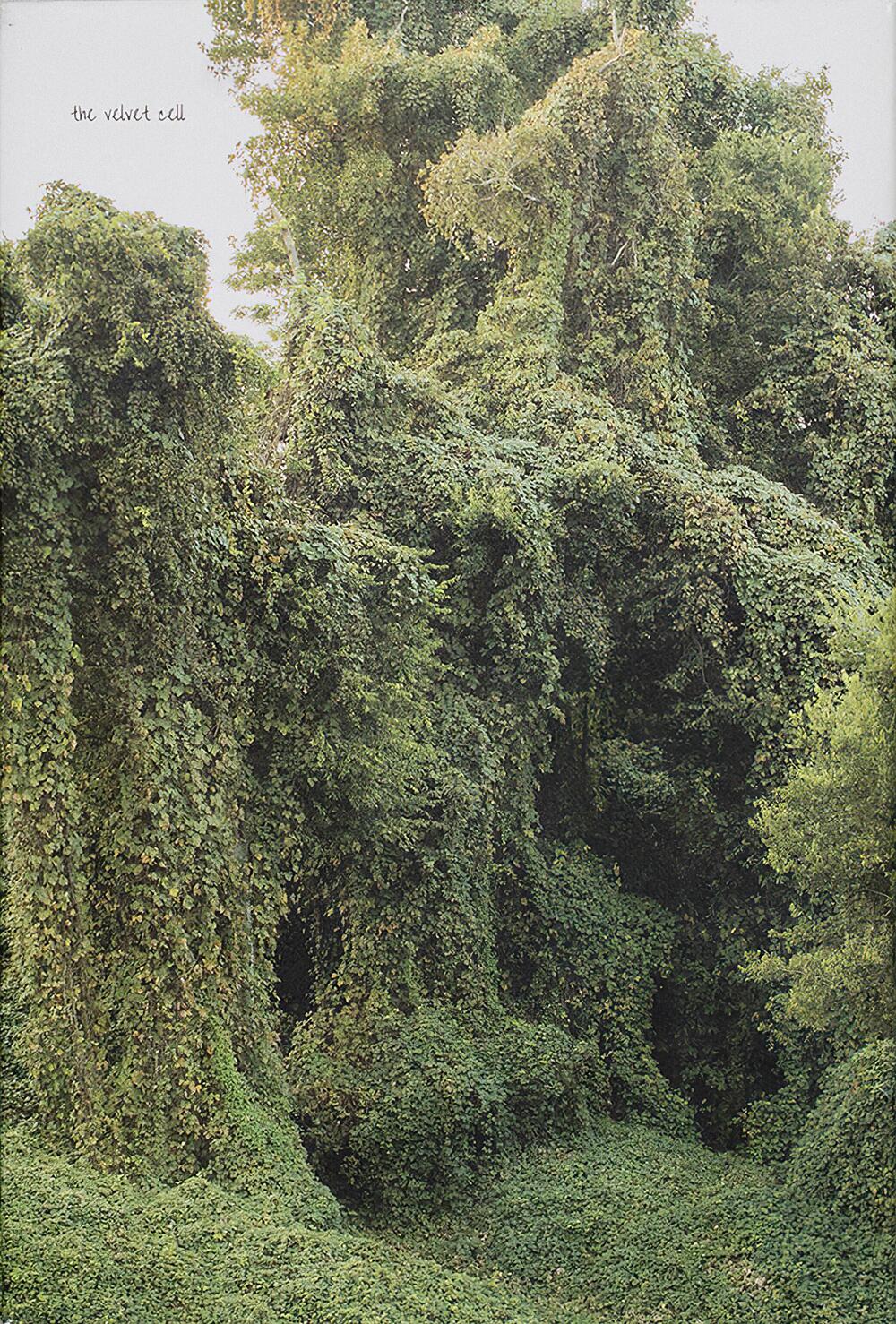 Image from page “Kudzu”